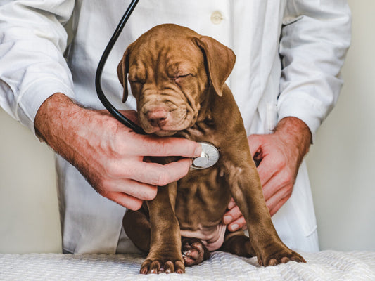 Common Health Issues in Pets and How to Spot Them