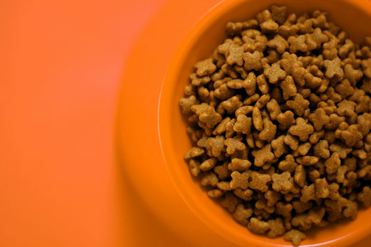 Basic Nutrition Guidelines: What to Feed Your Pet