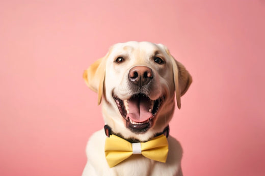 Understanding Your Pet’s Body Language: Signs of Happiness and Stress