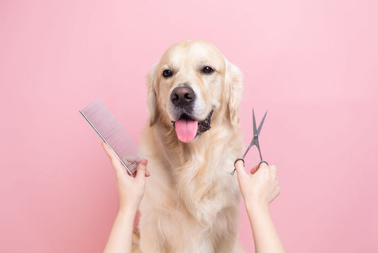 Seasonal Grooming Tips: Preparing Your Pet for Winter or Summer