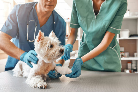 The Importance of Regular Vet Visits and Vaccinations